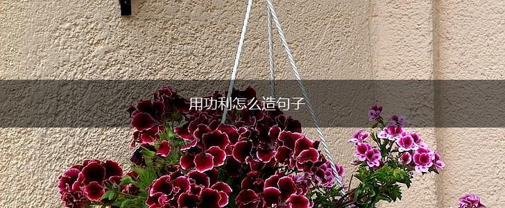 用功利怎么造句子,第1张 用功利怎么造句子,第1张
