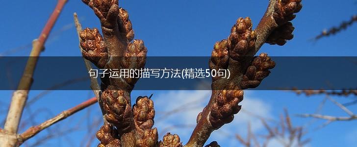 句子运用的描写方法(精选50句),第1张