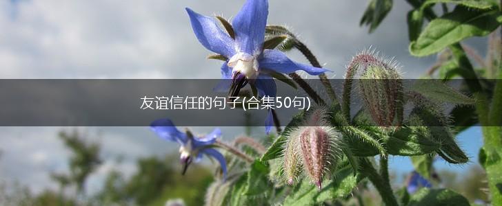 友谊信任的句子(合集50句),第1张