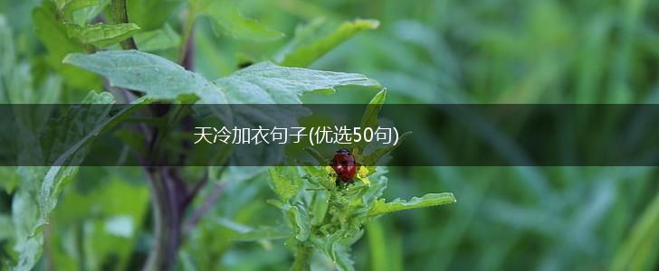 天冷加衣句子(优选50句),第1张