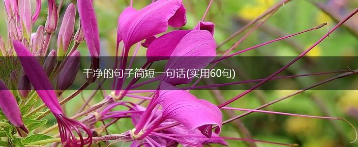 干净的句子简短一句话(实用60句),第1张