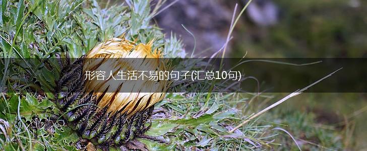 形容人生活不易的句子(汇总10句),第1张