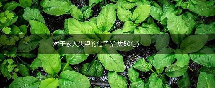 对于家人失望的句子(合集50句),第1张
