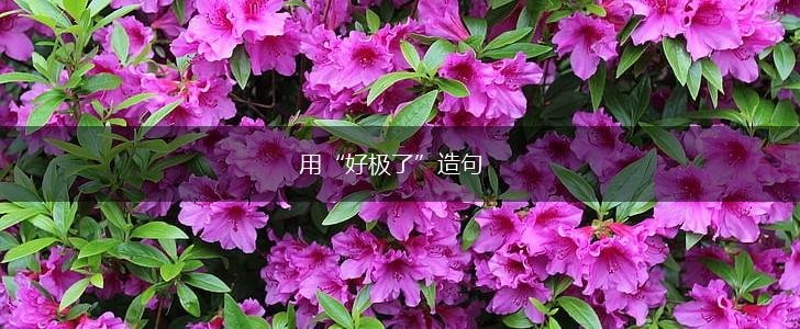 用“好极了”造句,第1张 用“好极了”造句,第1张