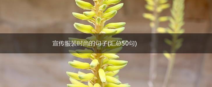 宣传服装时尚的句子(汇总50句),第1张