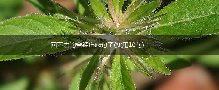 回不去的曾经伤感句子(实用10句),第1张