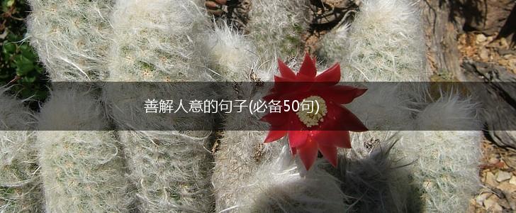 善解人意的句子(必备50句),第1张