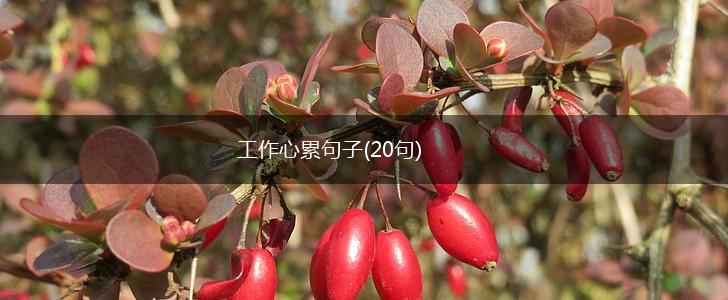 工作心累句子(20句),第1张