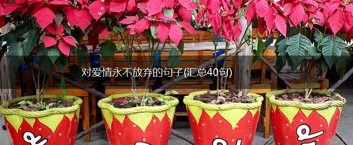 对爱情永不放弃的句子(汇总40句),第1张