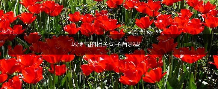 坏脾气的相关句子有哪些,第1张 坏脾气的相关句子有哪些,第1张