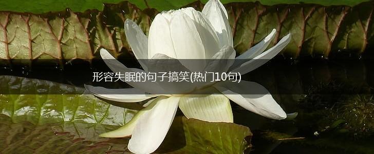 形容失眠的句子搞笑(热门10句),第1张
