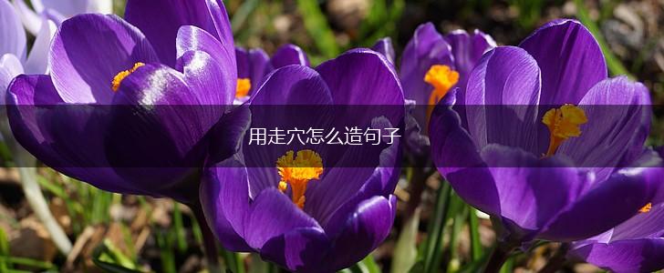 用走穴怎么造句子,第1张