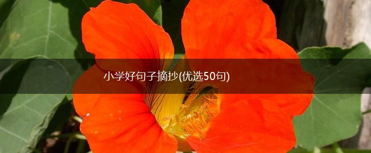 小学好句子摘抄(优选50句),第1张