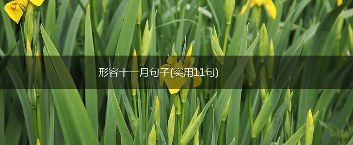 形容十一月句子(实用11句),第1张