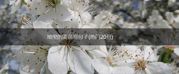 地里的麦苗写句子(热门20句),第1张