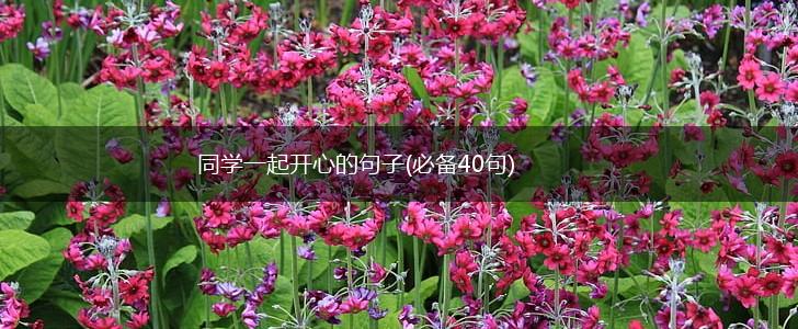 同学一起开心的句子(必备40句),第1张