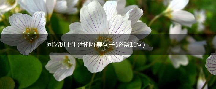回忆初中生活的唯美句子(必备10句),第1张