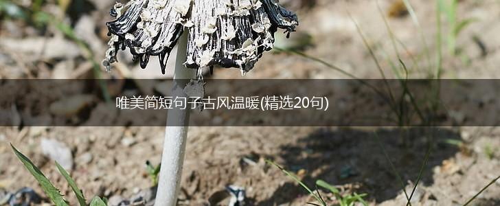 唯美简短句子古风温暖(精选20句),第1张