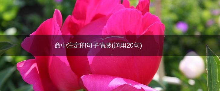 命中注定的句子情感(通用20句),第1张
