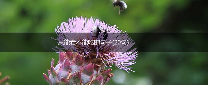 只能看不能吃的句子(20句),第1张