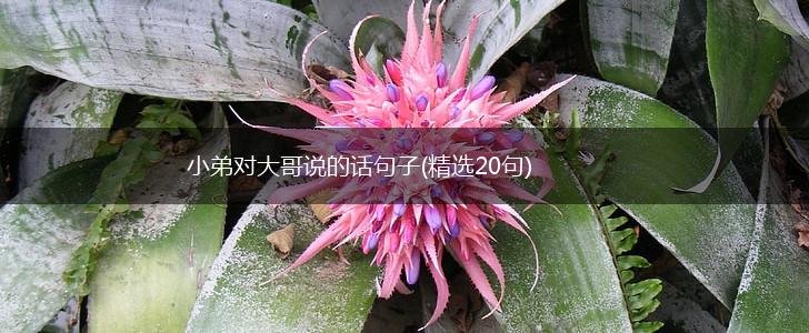小弟对大哥说的话句子(精选20句),第1张