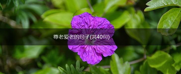 尊老爱老的句子(共40句),第1张