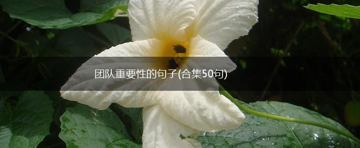 团队重要性的句子(合集50句),第1张