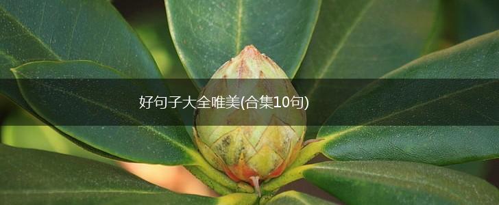 好句子大全唯美(合集10句),第1张