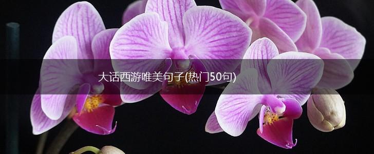 大话西游唯美句子(热门50句),第1张
