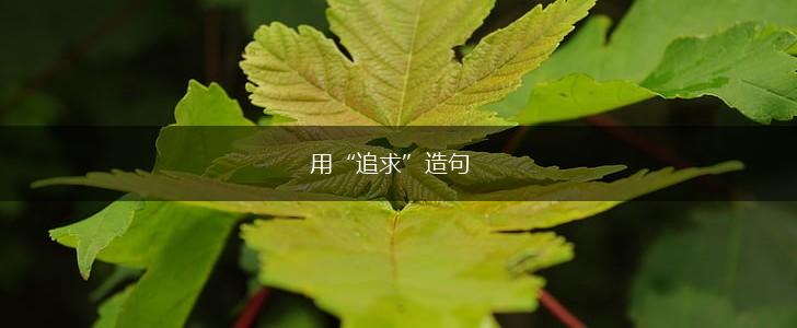 用“追求”造句,第1张 用“追求”造句,第1张