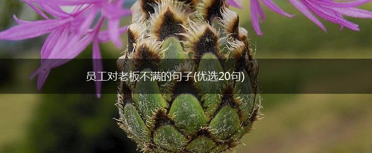 员工对老板不满的句子(优选20句),第1张
