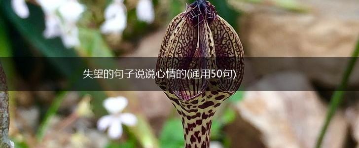失望的句子说说心情的(通用50句),第1张