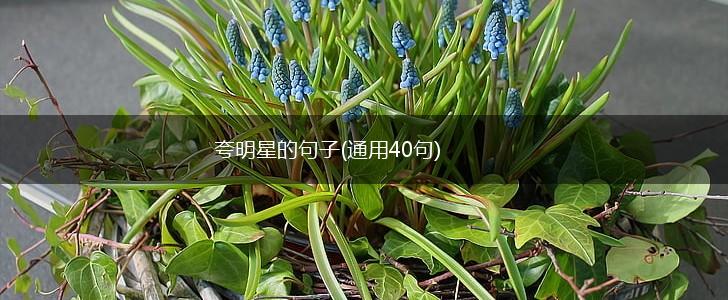 夸明星的句子(通用40句),第1张