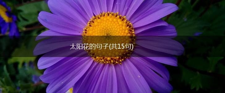 太阳花的句子(共15句),第1张