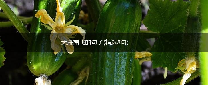 大雁南飞的句子(精选8句),第1张