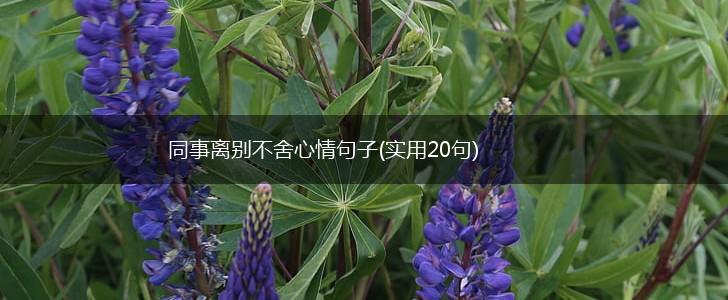 同事离别不舍心情句子(实用20句),第1张