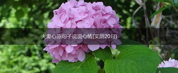 夫妻心凉句子说说心情(实用20句),第1张