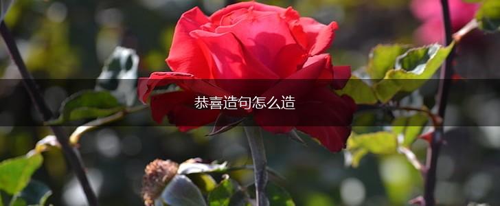 恭喜造句怎么造,第1张 恭喜造句怎么造,第1张