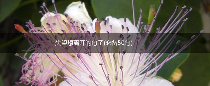 失望想离开的句子(必备50句),第1张