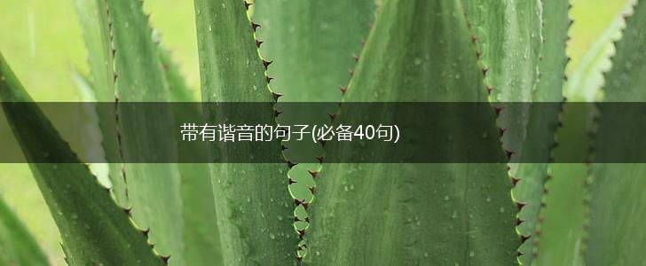 带有谐音的句子(必备40句),第1张