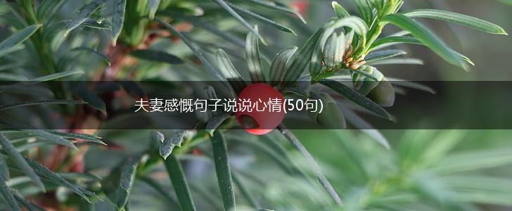 夫妻感慨句子说说心情(50句),第1张