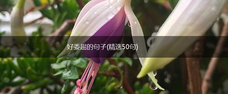 好委屈的句子(精选50句),第1张