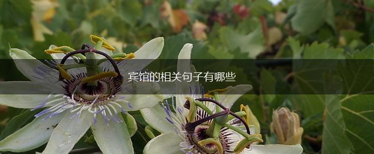 宾馆的相关句子有哪些,第1张