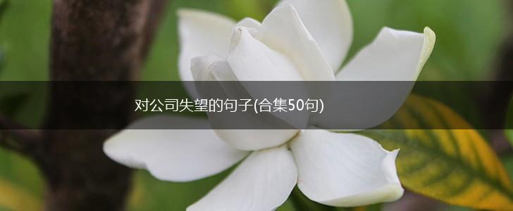 对公司失望的句子(合集50句),第1张