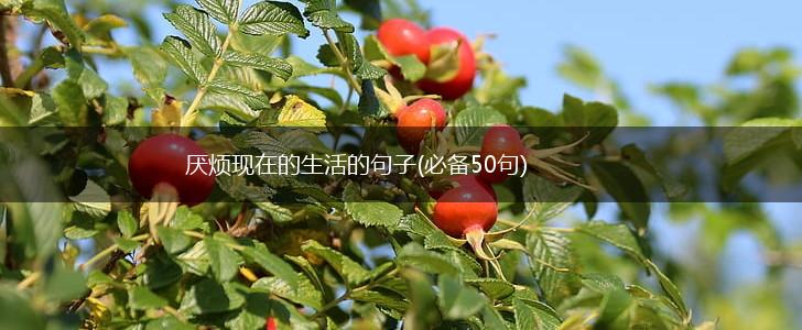厌烦现在的生活的句子(必备50句),第1张