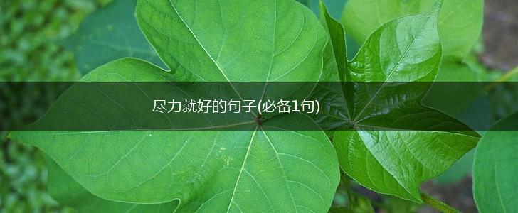 尽力就好的句子(必备1句),第1张
