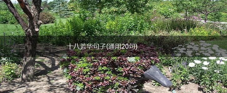 十八芳华句子(通用20句),第1张