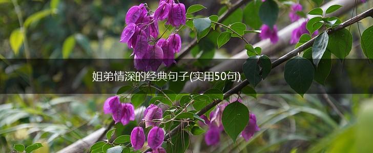 姐弟情深的经典句子(实用50句),第1张