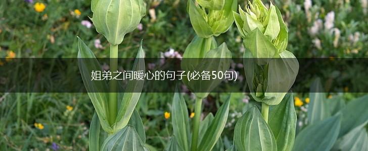 姐弟之间暖心的句子(必备50句),第1张