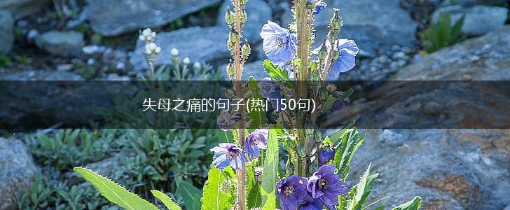失母之痛的句子(热门50句),第1张